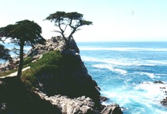 モントレー・サイプレス