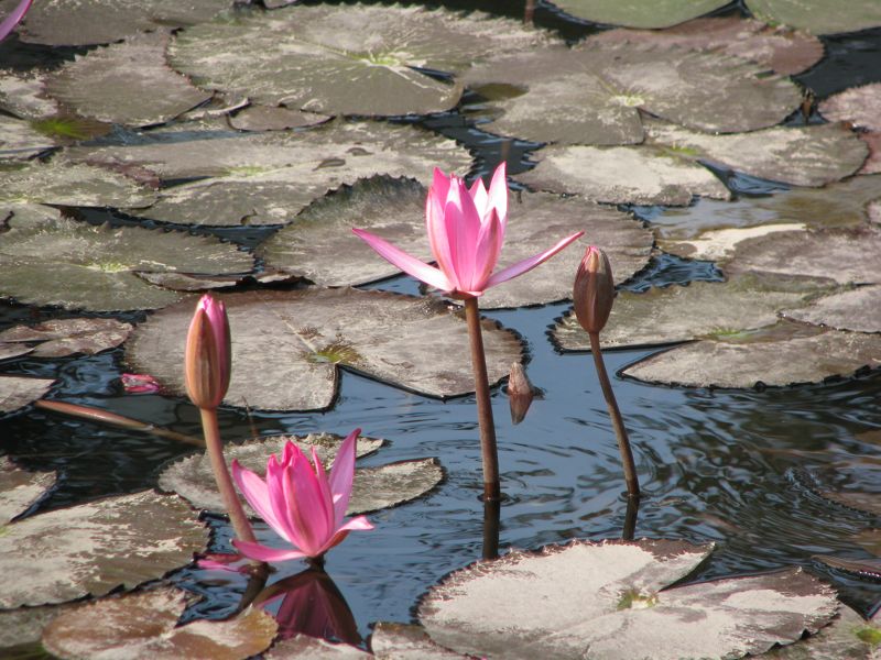 文廟池のロータス